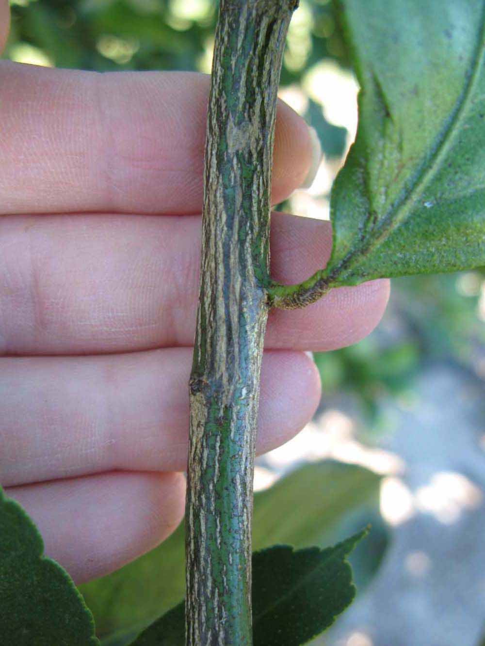              Second - third year twig (Winter Haven, FL)       